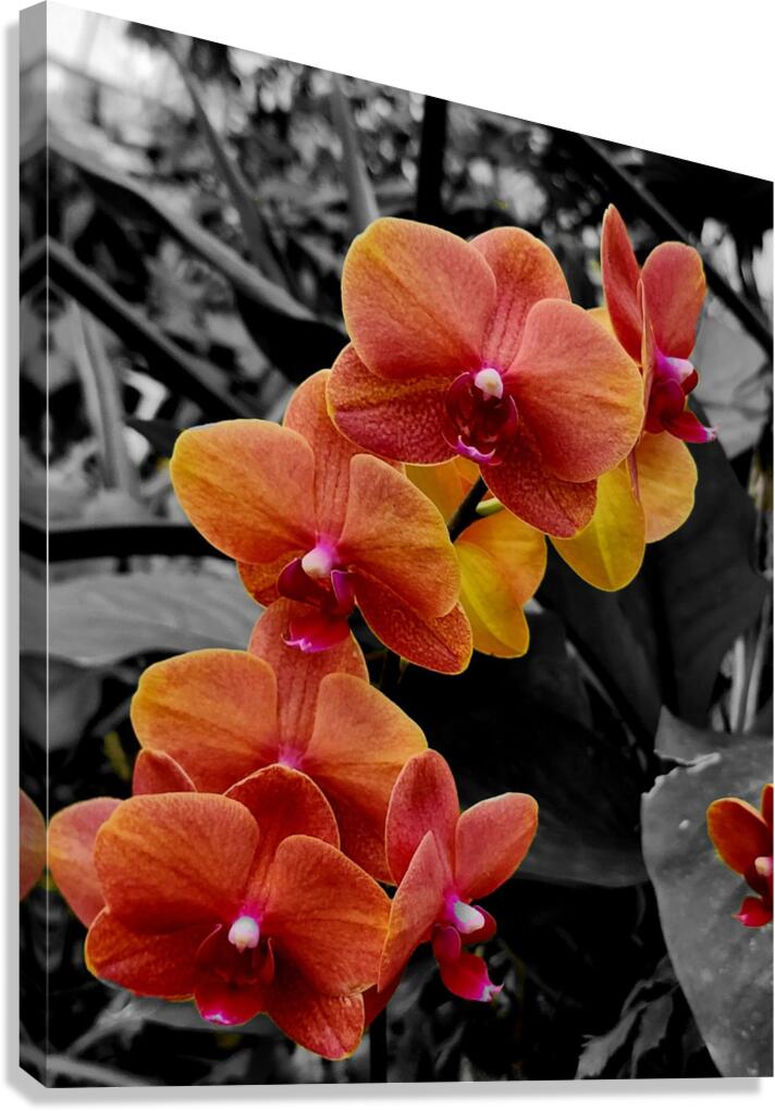 Orchids 4  Canvas Print