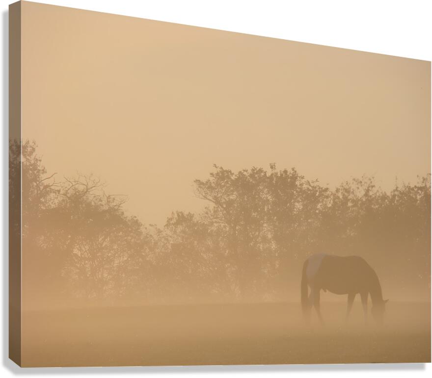 Misty Morning Grazing Canvas Print