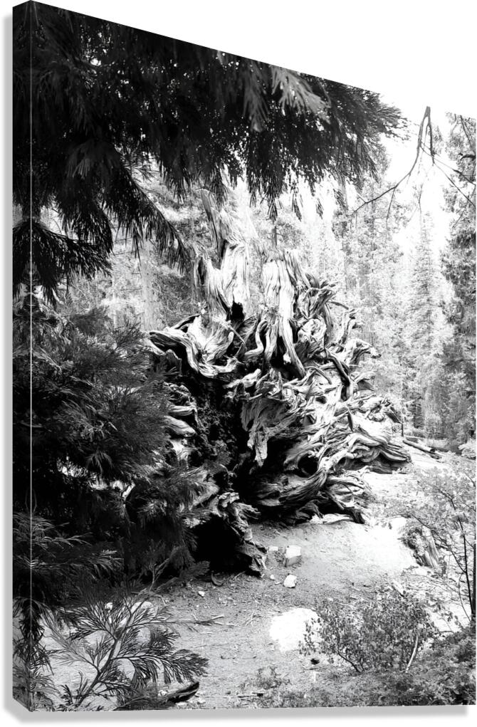 Sequoia Root Wad  Canvas Print