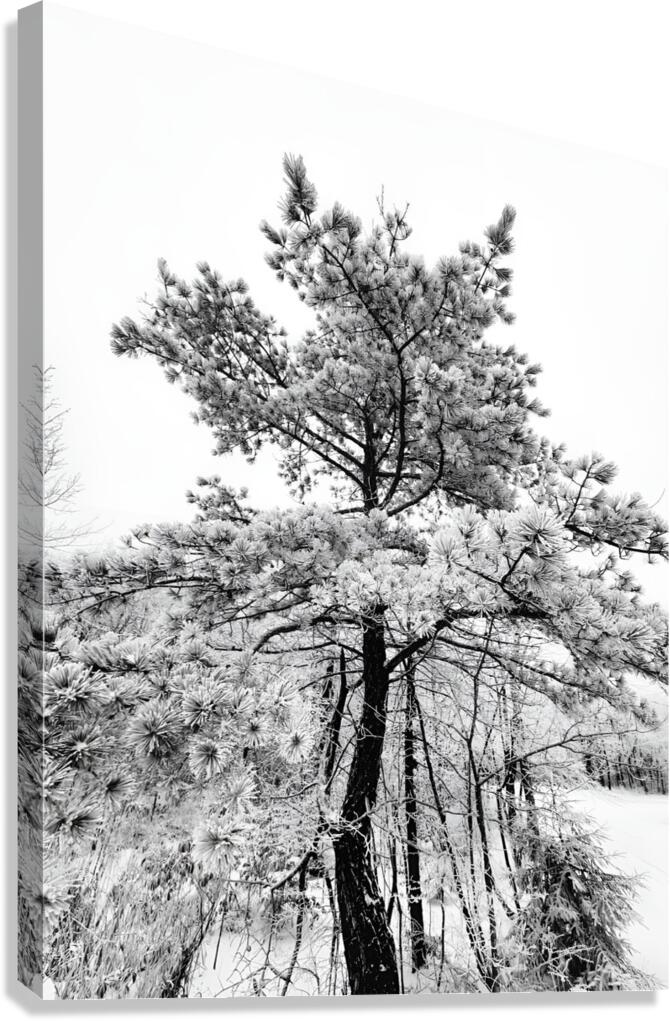 Snowy White Pine  Canvas Print