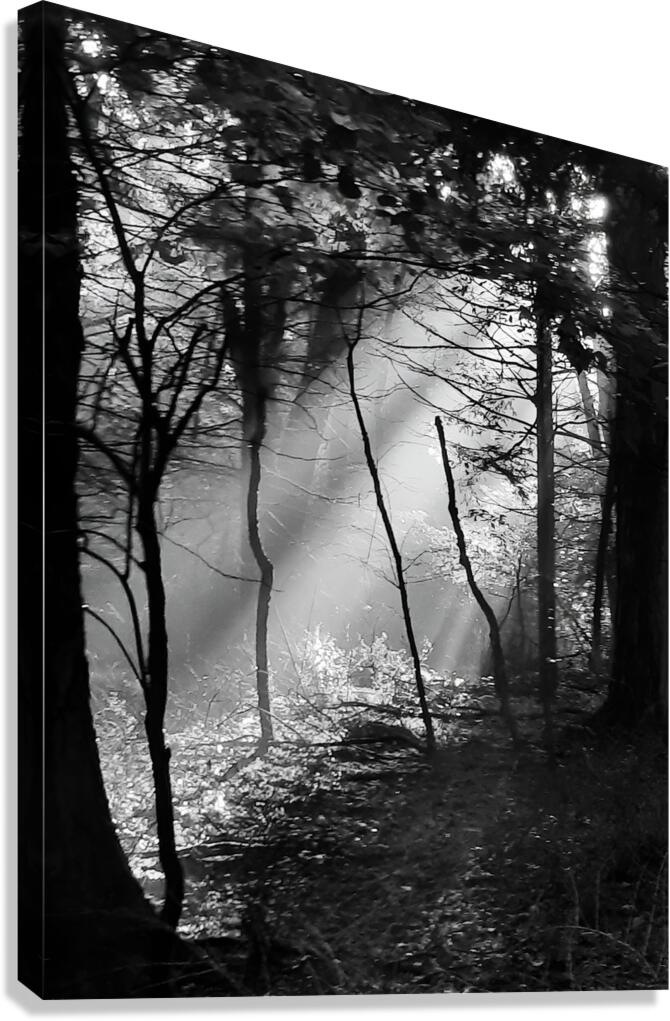 Morning Sunlight  Canvas Print