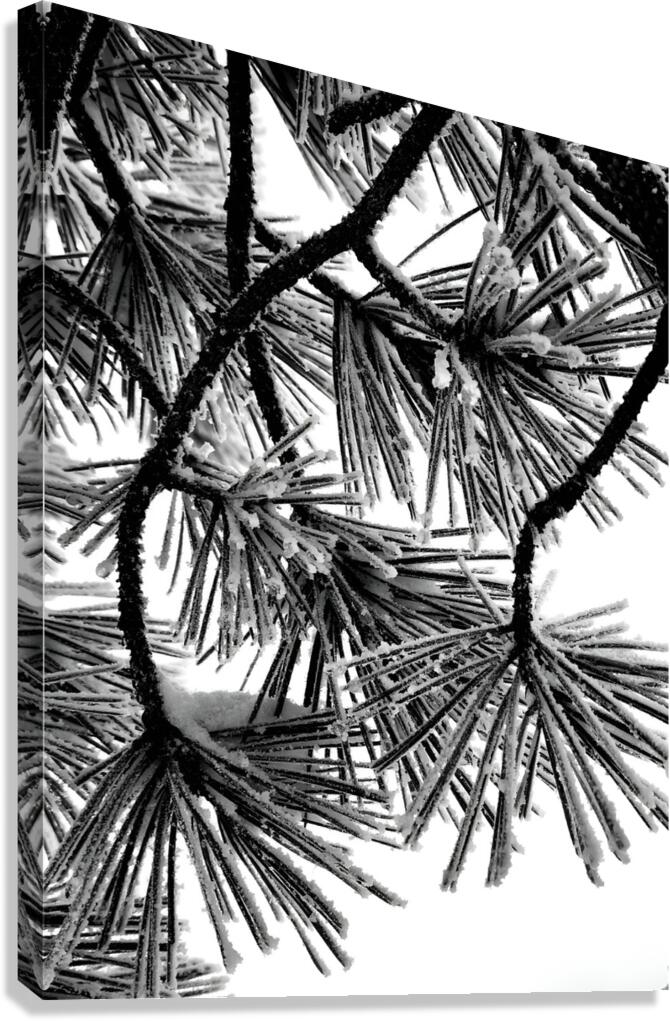 Snowy Conifer  Canvas Print