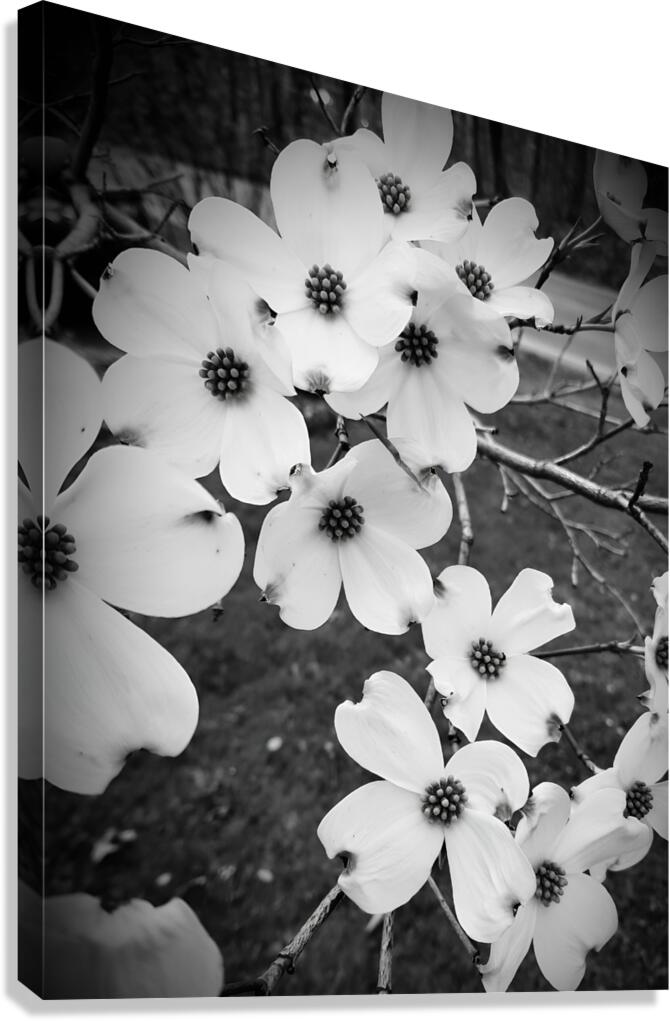 Flowering Dogwood  Canvas Print