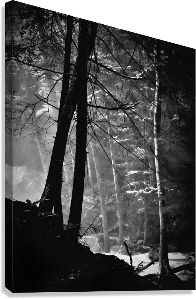 Forest Light  Canvas Print