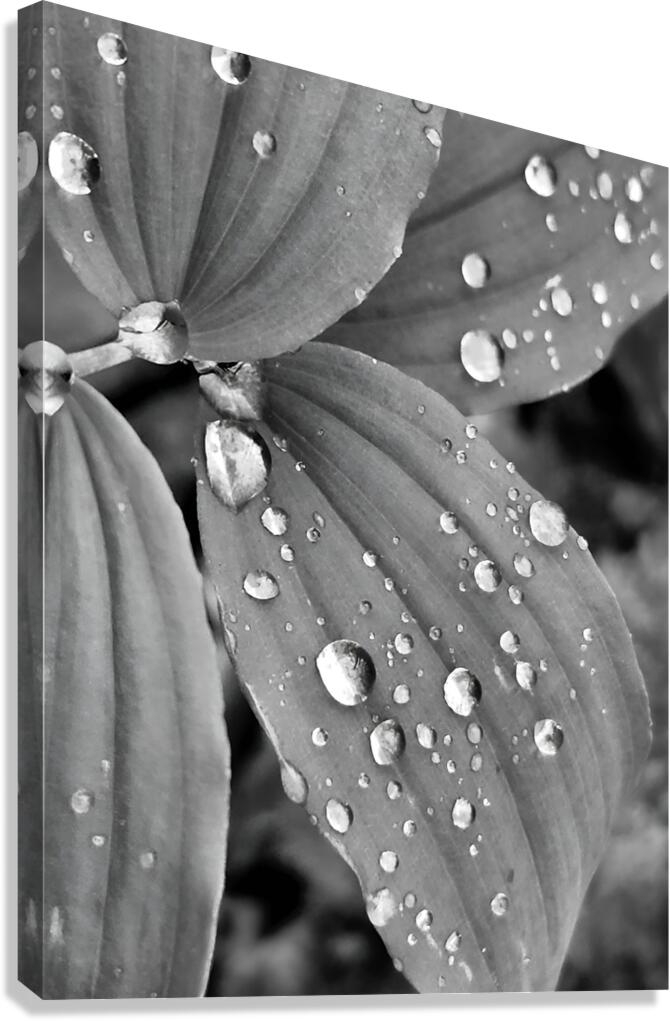 Raindrops  Canvas Print