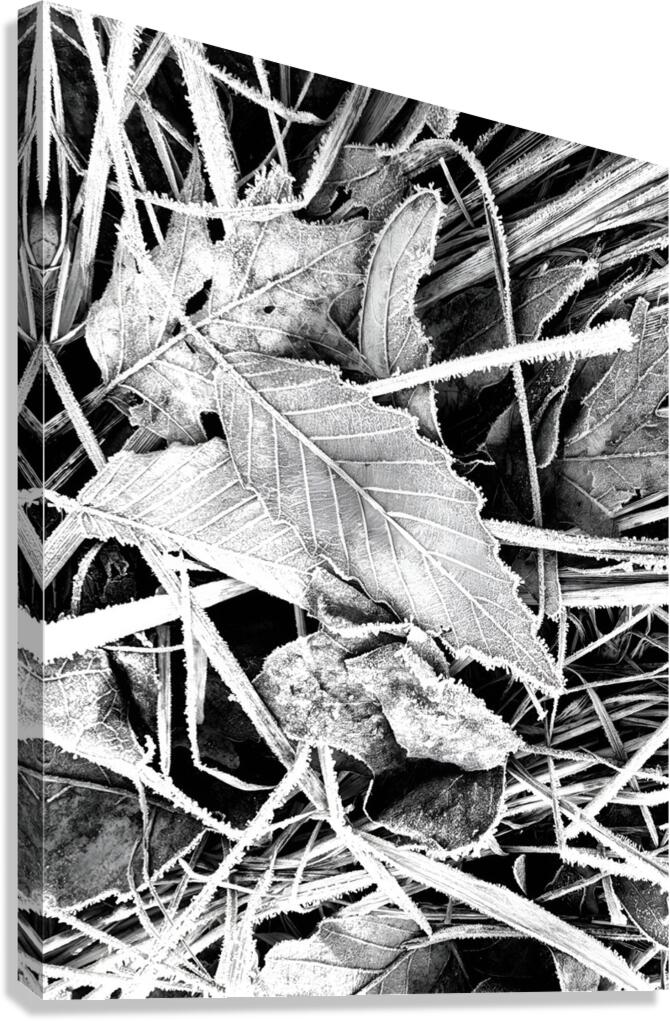 Frosty Oak Leaf  Canvas Print