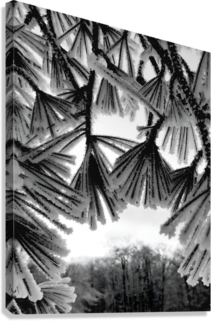 Snowy Conifer 1  Canvas Print