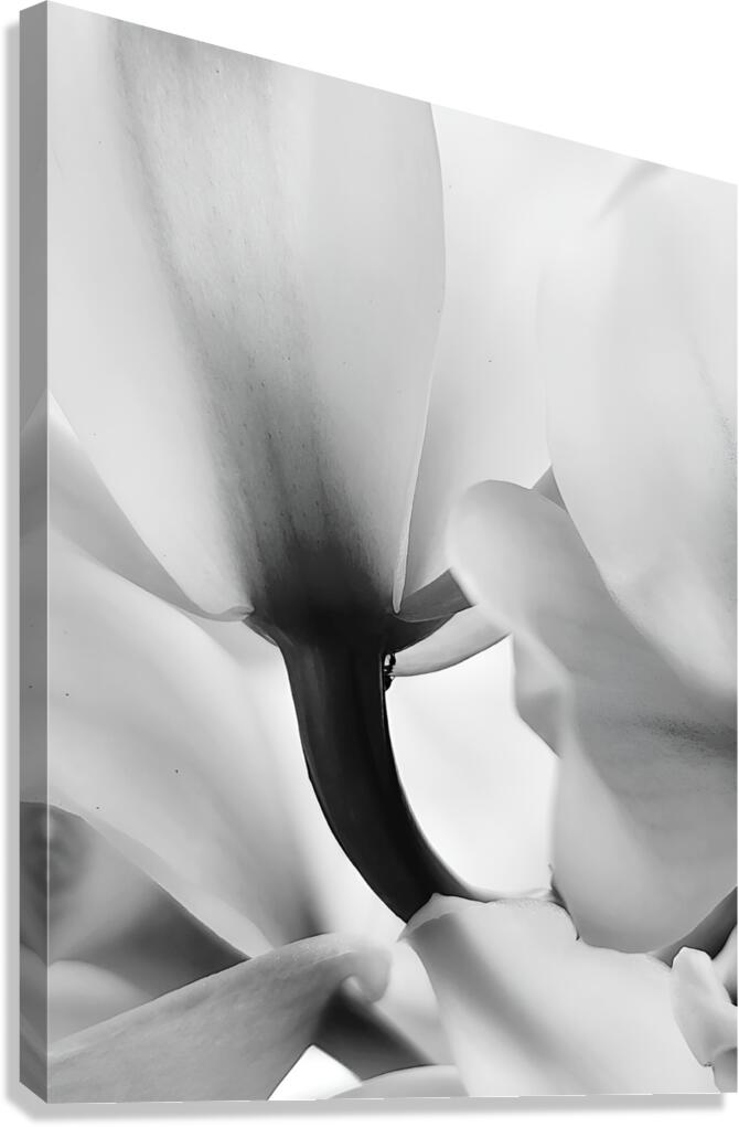 Ethereal Flower  Canvas Print