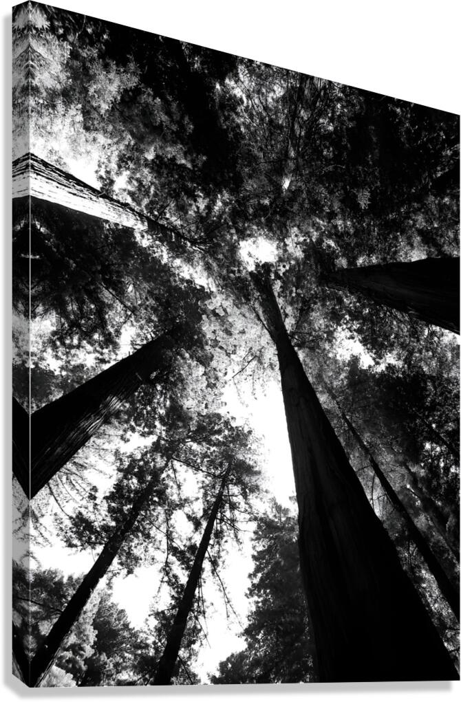 Redwoods  Canvas Print
