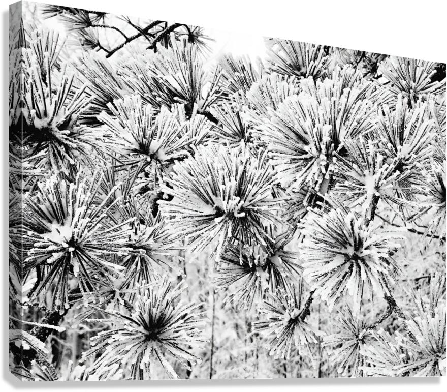 Snowy Conifer  Canvas Print