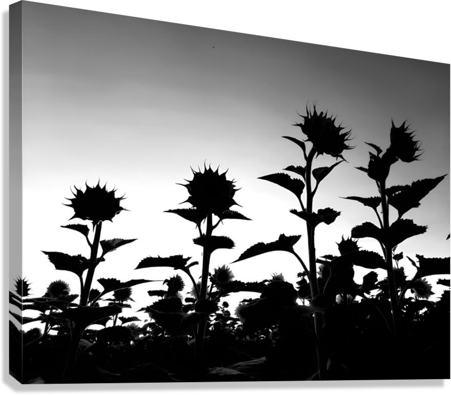 Sunflower Silhouette  Canvas Print