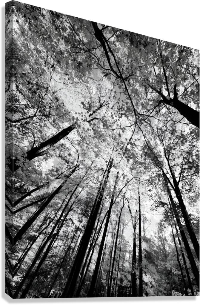 Forest Canopy  Canvas Print