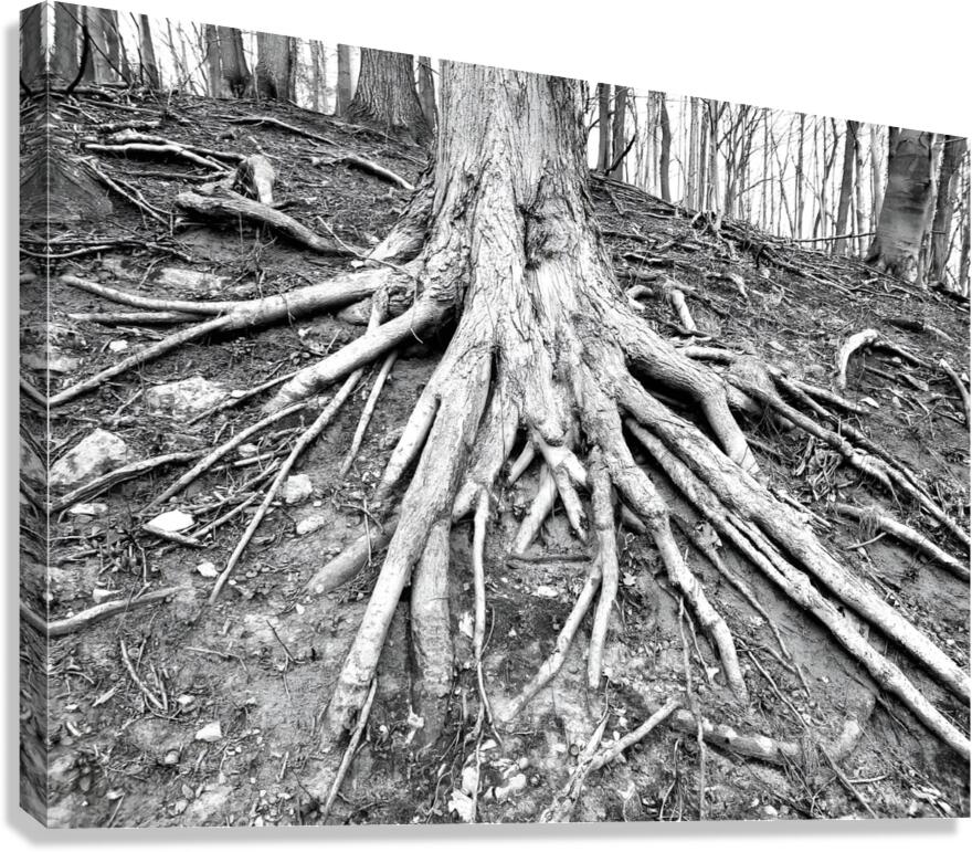 Root Flare  Canvas Print