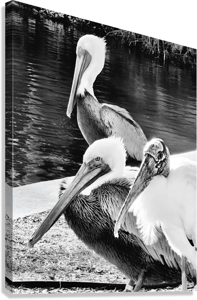 Stork Trio  Canvas Print