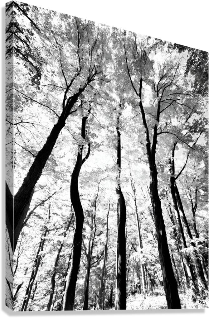 Pennsylvania Woods  Canvas Print