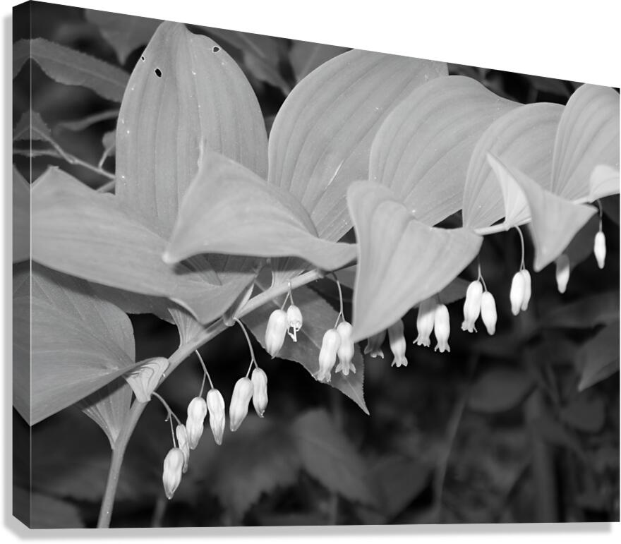 Solomon Seal  Canvas Print