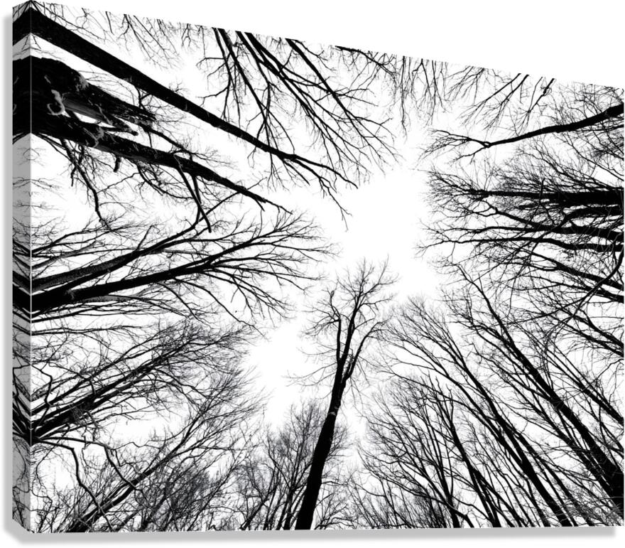 Winter Canopy  Canvas Print