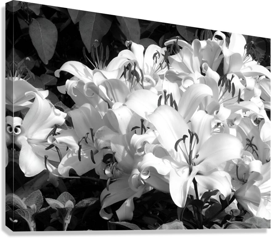 Lilies  Canvas Print