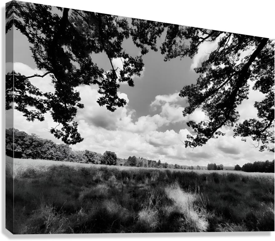 Meadow  Canvas Print