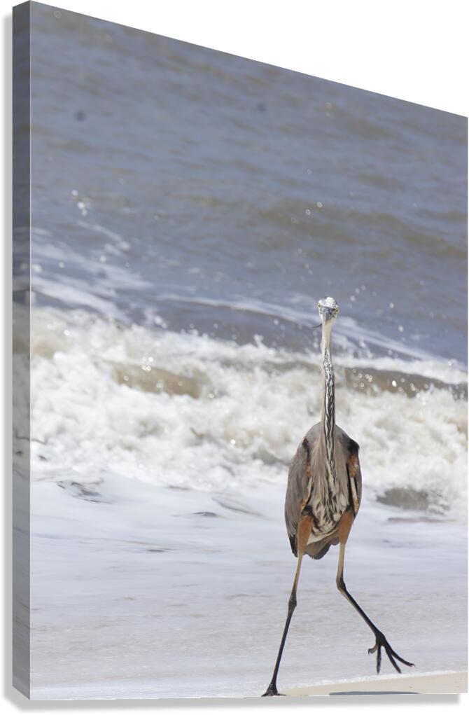 Sneaky Blue Heron  Canvas Print