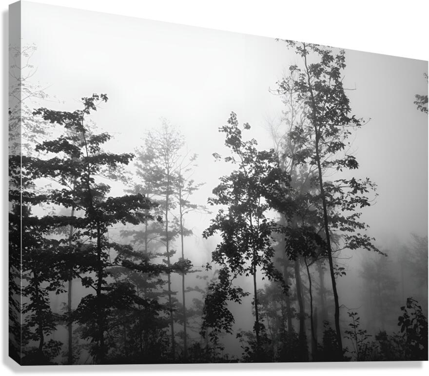 Misty Morning  Canvas Print