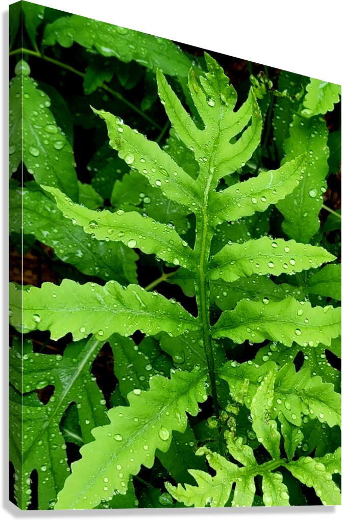 Sensitive Fern  Canvas Print