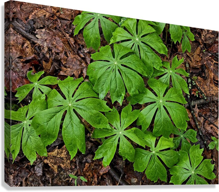 Mayapples  Canvas Print