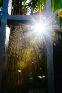 view through spider net on a steel fence of palm tree leaves and sunlight flare