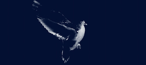 Pigeon silhouette in metaverse conceptual reality imagination virtual and real world