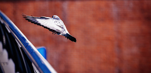 pigeon silhouette gray pigeon landing on steel fence