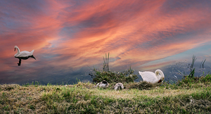 wans on the Ill river in city center of Strasbourg