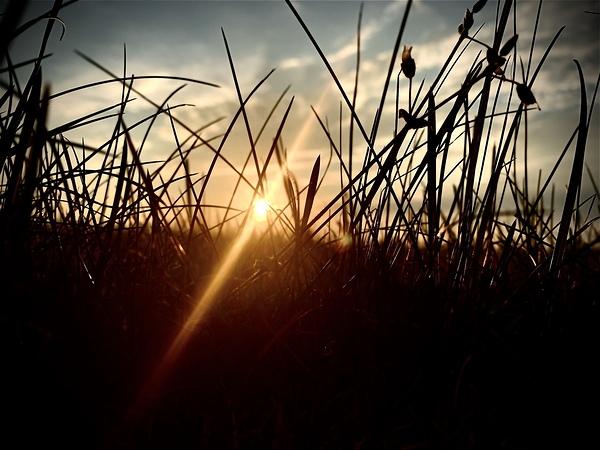 Grassy sunset 1 by @JohnBounds
