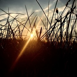 Grassy sunset 1