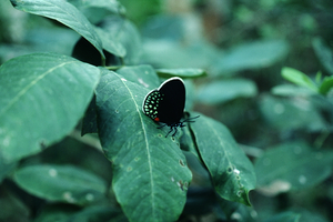 Atala Butterfly