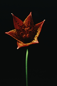 Fire Lilly