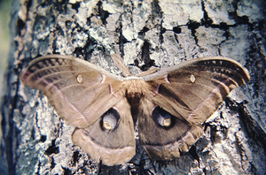 Polyphemus Moth