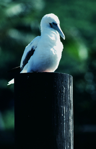 Red Footed Booby