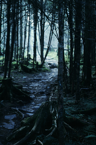 Secluded Path