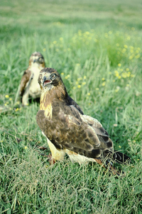 Surprised Hawk