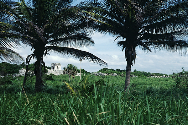 Between Two Fronds Print