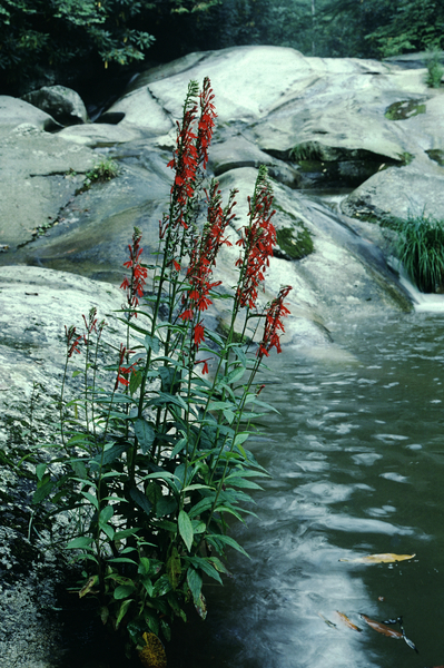 Cardinal Cascade Print