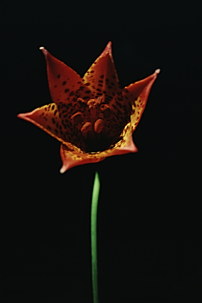 Fire Lilly Print