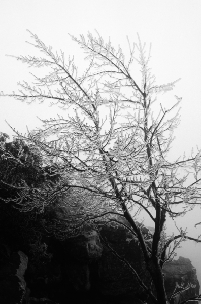Glass Tree Print