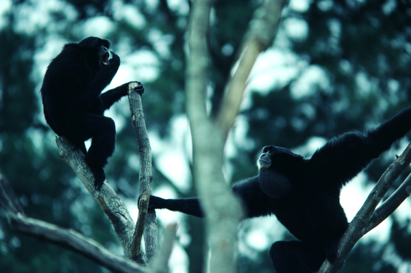 Howler Monkey Print