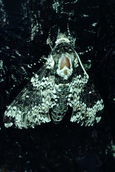 Pepper Moth Print