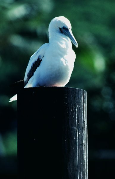 Red Footed Booby Print