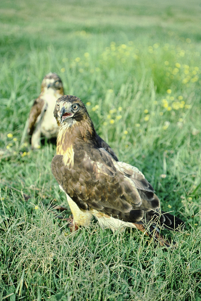 Surprised Hawk Print