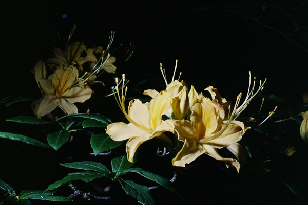 Yellow Azalea Print