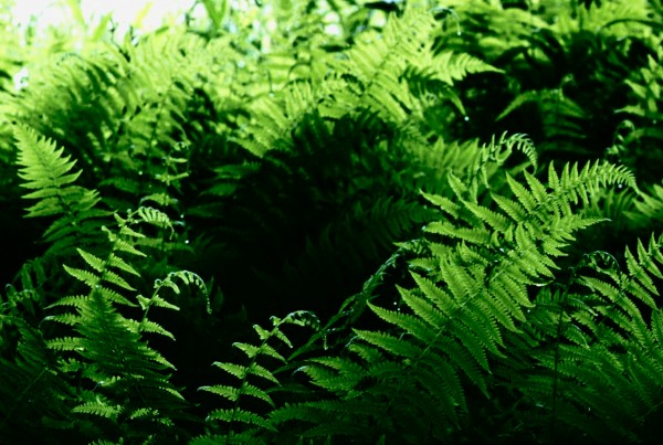 Hay Scented Ferns by Greene Safaris Productions 