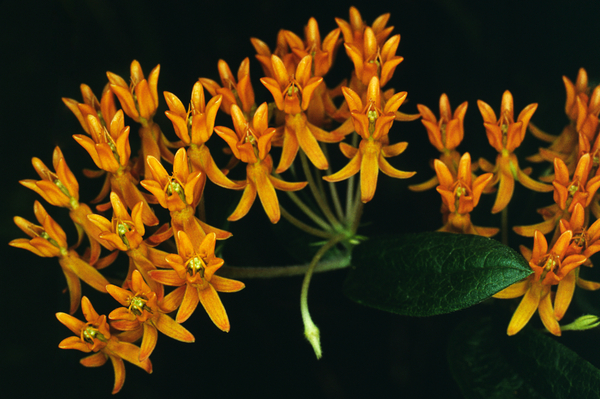 Butterfly Weed Print